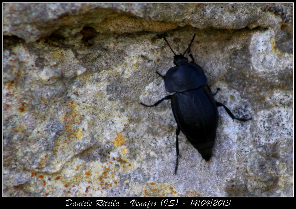 Identificazione coleottero nero! Silpha sp.